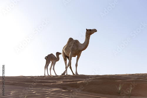 Camel with Calf in sand Dunes