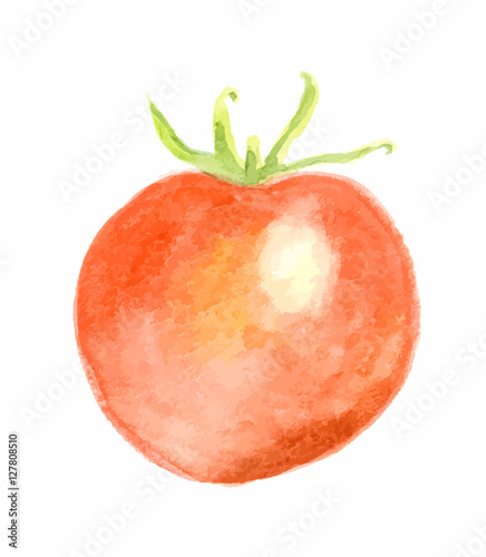 Isolated watercolor tomatoes on white background. Healthy and ripe fresh vegetable for cooking and decoration.