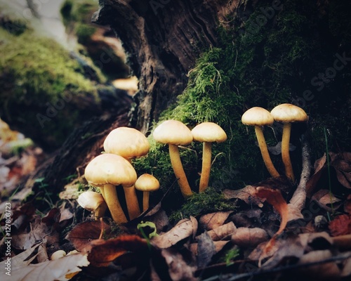Forest Floor Funghi