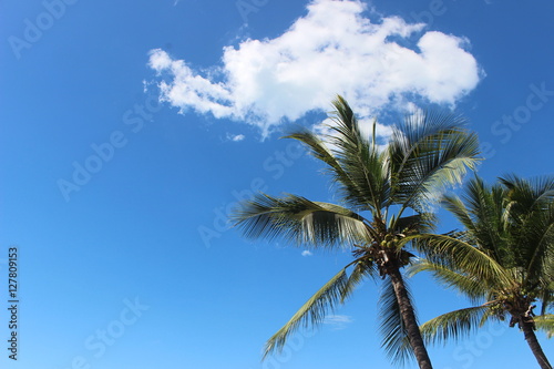 Blue Skies   Palms