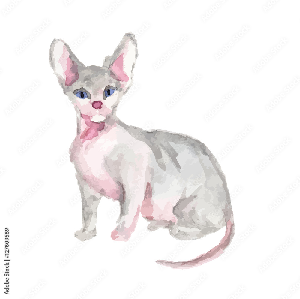 Isolated watercolor cat sitting on white background. sphinx