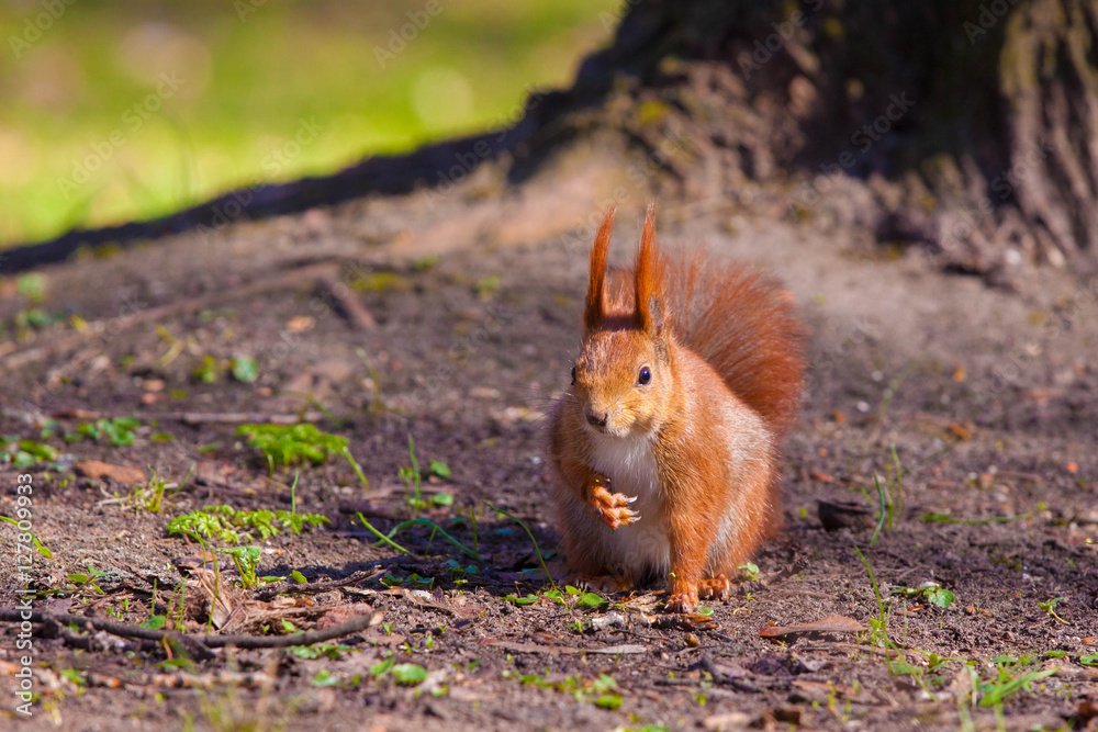 Fototapeta premium Cute little red squirrel on a grass