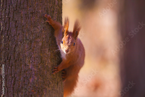 Cute little squirrel on the tree © seawhisper
