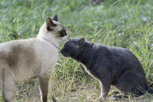 Fototapeta Naklejka Na Ścianę i Meble -  Two cats were sniffing each other