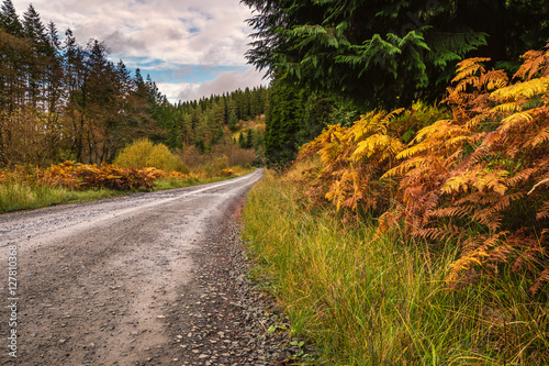Принти на полотні Forest Trail in Kielder Park, the track runs through Kielder Forest Park in Nort
