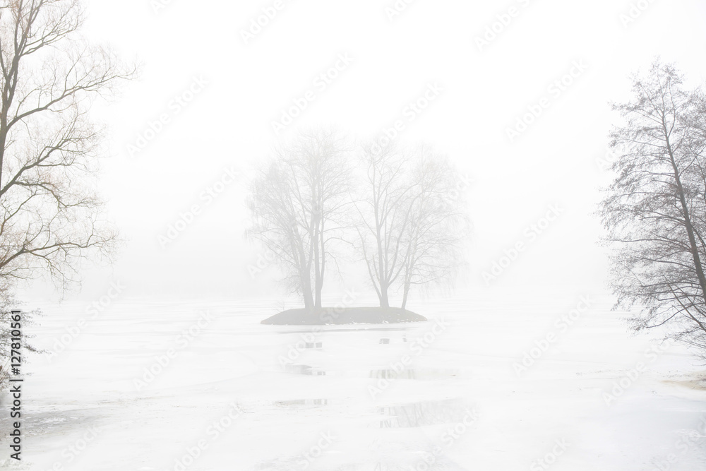 Fototapeta premium 226455 Autumn/Winter background with trees
