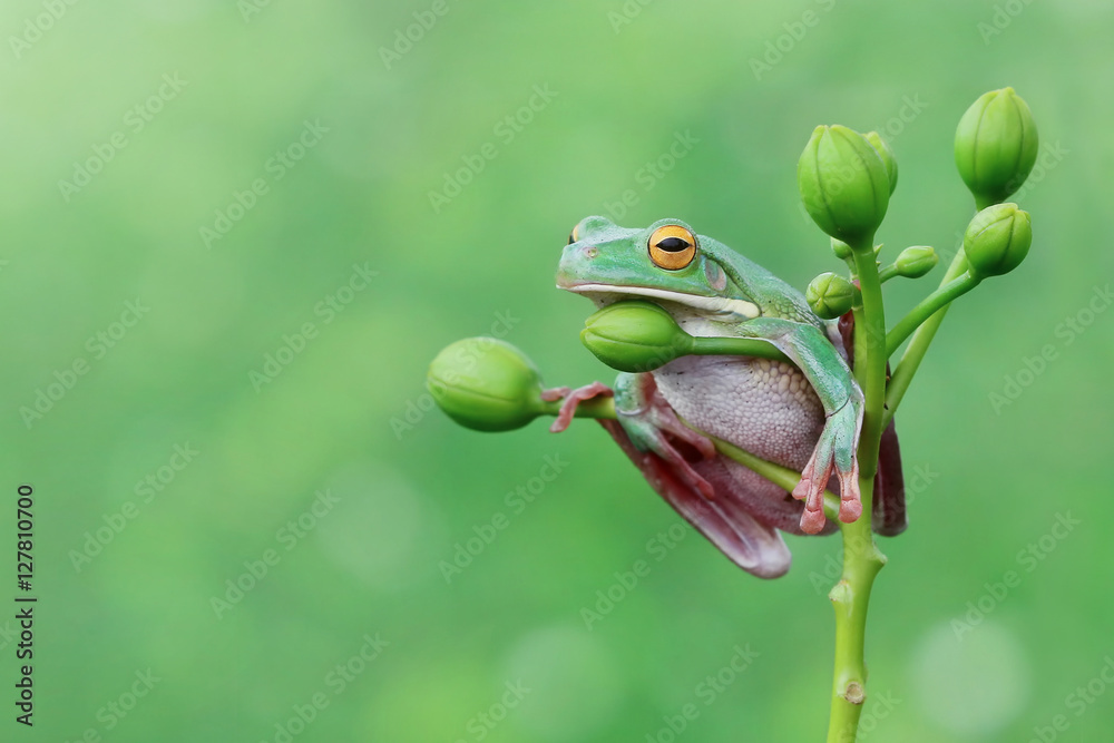 Fototapeta premium Javan tree frog
