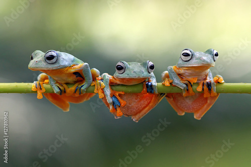 Valokuvatapetti Javan tree frog