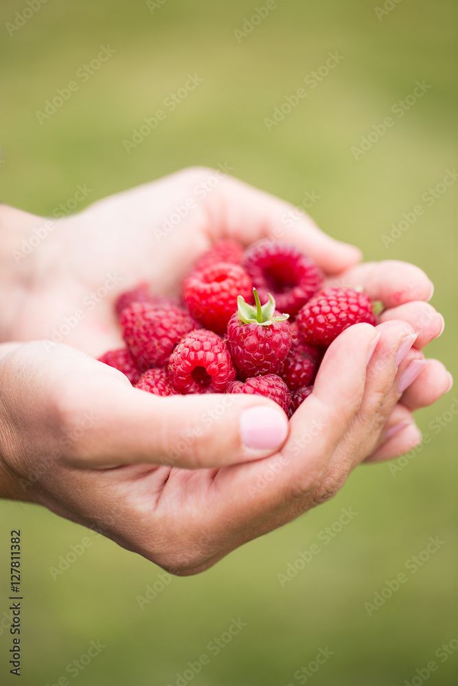 sweet ripe raspberry in hands sweet ripe raspberry in hands