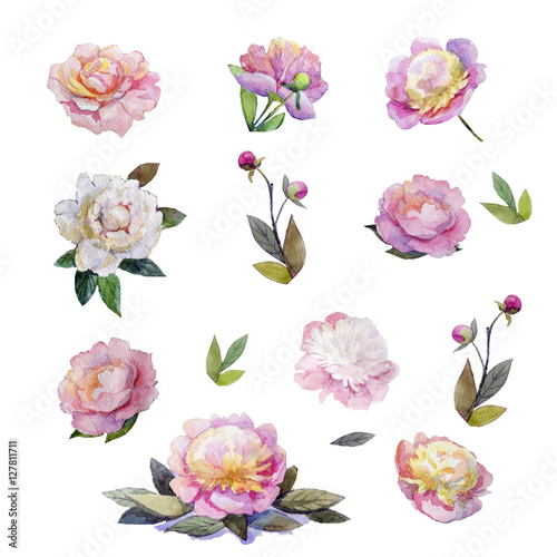 Watercolor peonies.