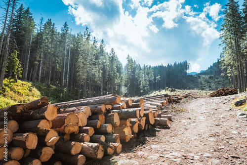 Fototapeta Naklejka Na Ścianę i Meble -  Log stacks along the forest road