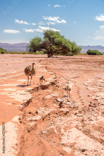 Nandu Familie im Talampaya Nationalpark