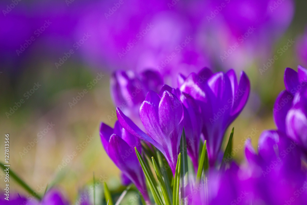 Violet crocus during spring days in Lazienki park, Warsaw Violet crocus during spring days in Lazienki park, Warsaw