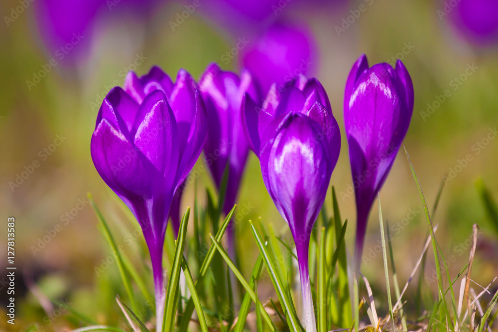 Violet crocus during spring days in Lazienki park, Warsaw Violet crocus during spring days in Lazienki park, Warsaw