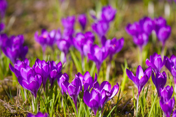 Wandcirkels Krokussen Violette krokussen in Lazienki park Warschau  © seawhisper