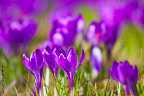 Violet crocus during spring days in Lazienki park, Warsaw