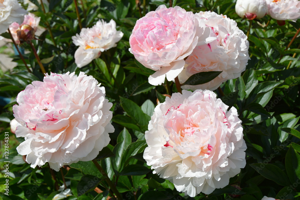 Many bright blooming pink peony flowers in the garden Many bright blooming pink peony flowers in the garden