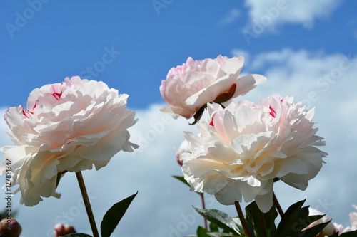 Three bright blooming white peony flower in the sky 