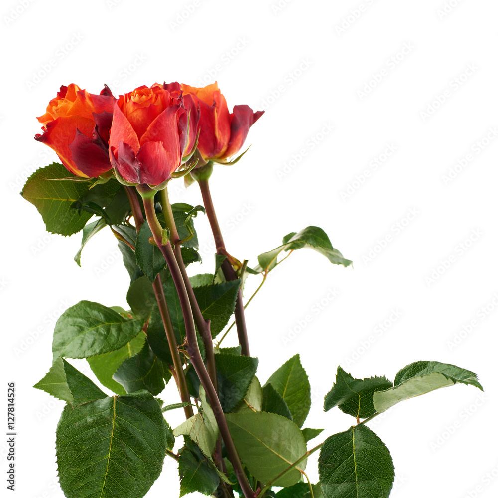 Obraz premium Fresh roses over the white isolated background