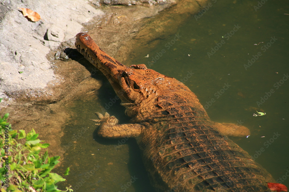 gavial gavial