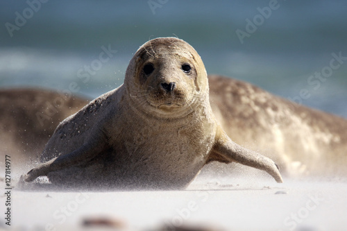 Junge Kegelrobbe am Strand
