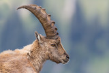 Portrait of a capricorn ibex