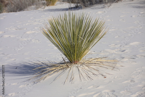 Fototapeta Naklejka Na Ścianę i Meble -  soaptree yucca in white sands