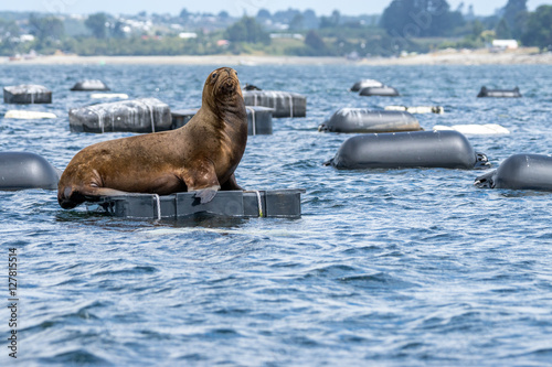 Südamerikanischer Seebär bei Chiloé photo