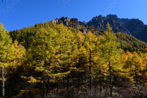 Autumn tree color at Yading national reserve at Daocheng County  in the southwest of Sichuan Province  China.