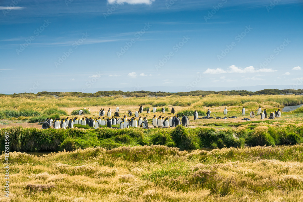 Obraz premium Königspinguine in der Bahia Inùtil, Tierra del Fuego