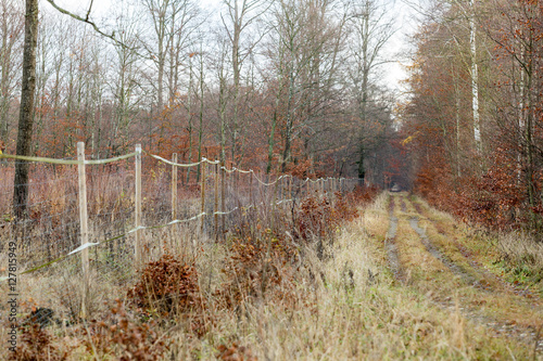Fototapeta Naklejka Na Ścianę i Meble -  Inhägnad nyplanterad skogsmark för skydd mot hjortar