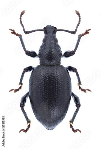 Beetle Otiorhynchus asphaltinus on a white background