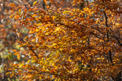Solen lyser på bruna höstlöv från bokträd photo