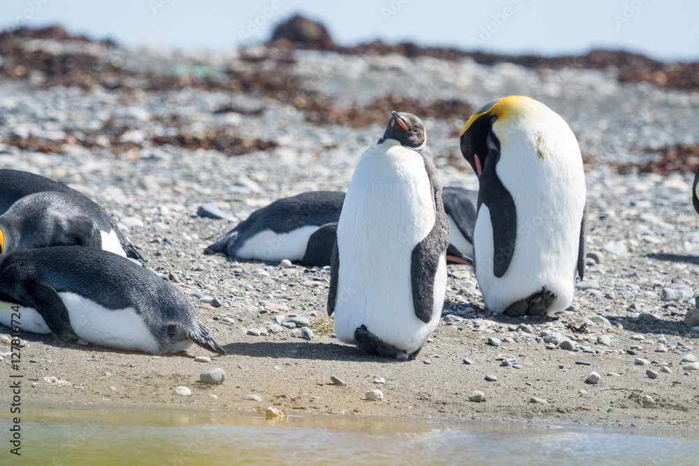 Fototapeta premium Königspinguine an der Bahia Inùtil, Tierra del Fuego