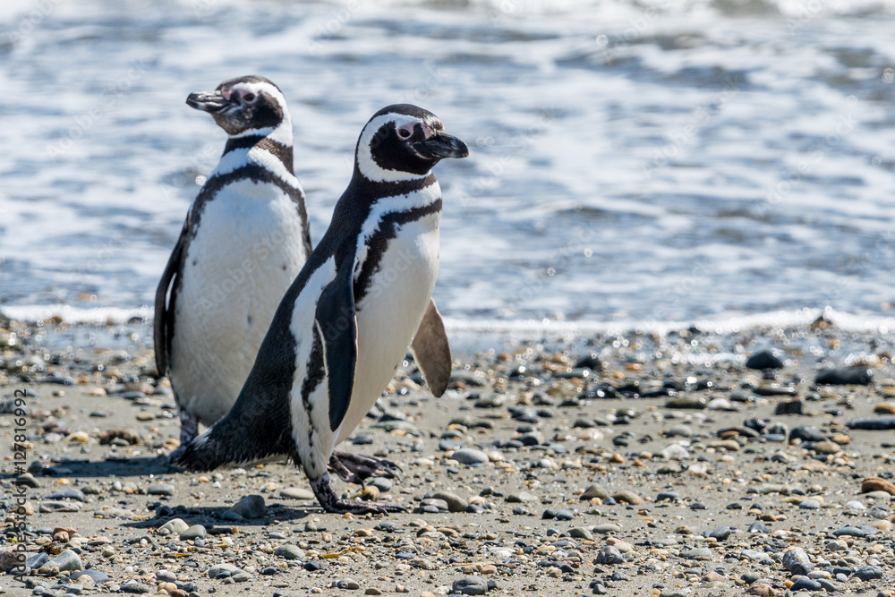 Fototapeta premium Magellan-Pinguine am Seno Otway