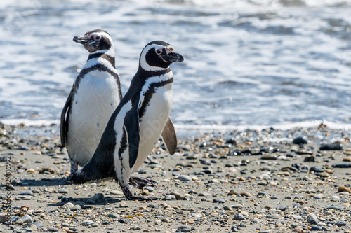 Magellan-Pinguine am Seno Otway