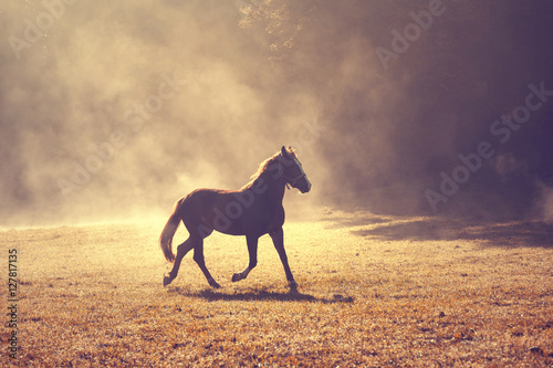 Beautiful morning sunlight foggy meadow with domestic brown horse.