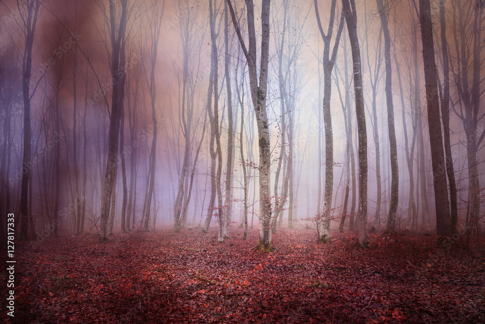 Fototapeta premium Abstract colored foggy forest tree landscape.