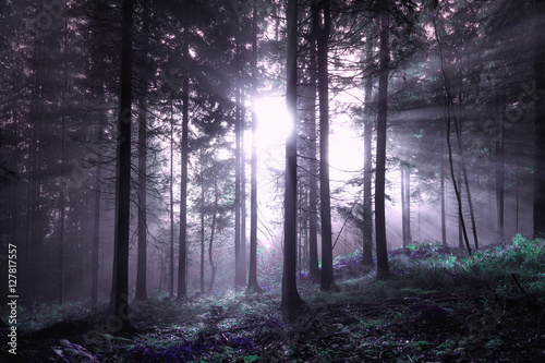 Pink colored fantasy foggy forest tree with sunlight.
