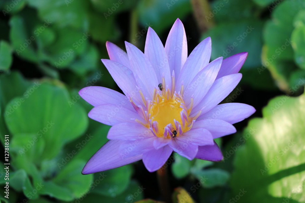 Purple water lily in the pond, closed up Purple water lily in the pond, closed up