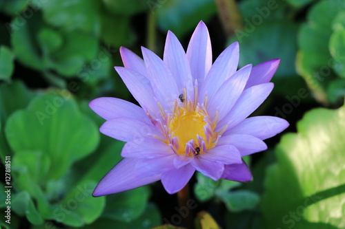 Purple water lily  in the pond  closed up 
