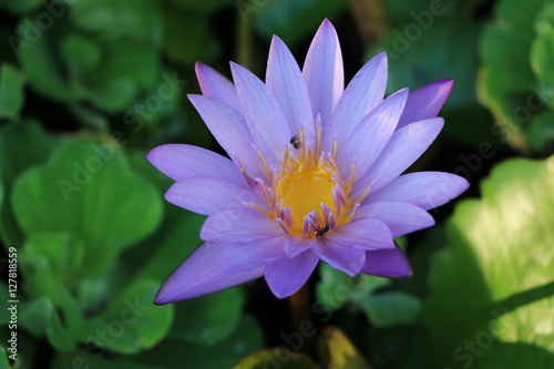 Purple water lily  in the pond  closed up 