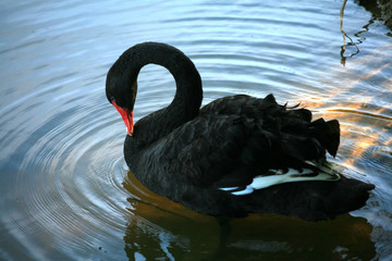 Acrylglasbilder Schwan Trauerschwan im Profil auf See  © pattamod