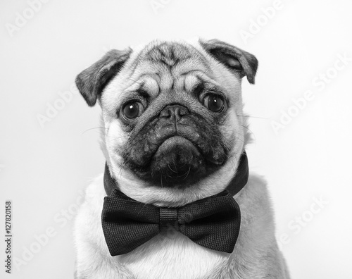 Black and white mugshot of a pug puppy. The dog is wearing a black bow. © Jne Valokuvaus