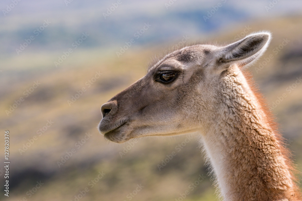 Obraz premium Guanako