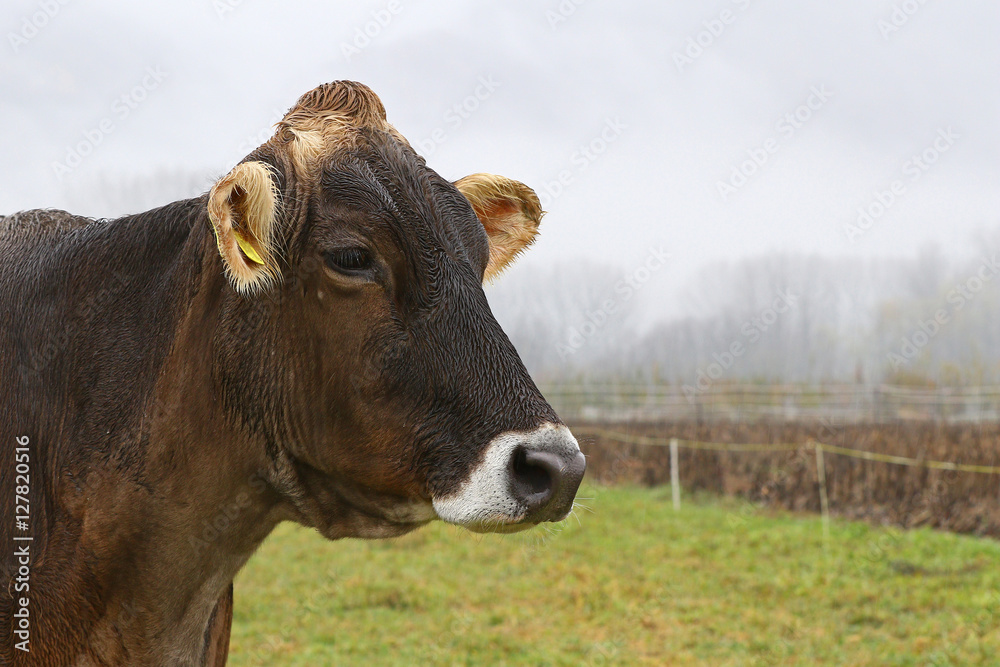 Wet brown cow in green field on a rainy day