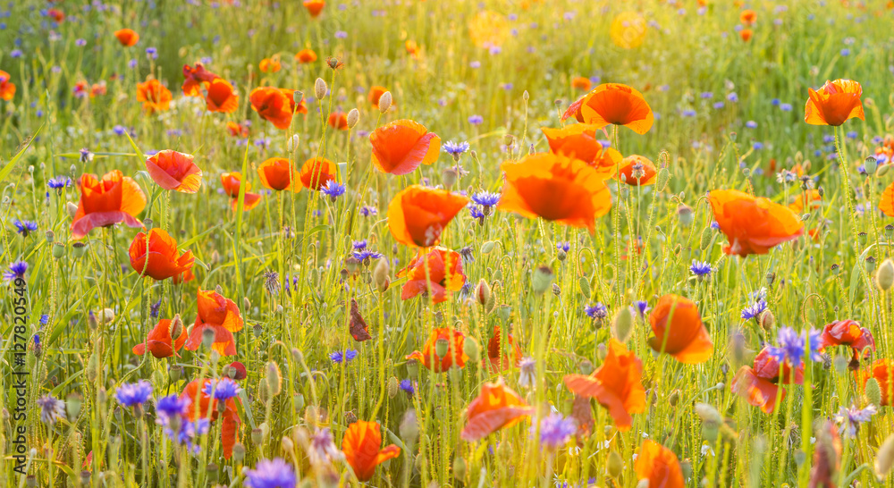 Fototapeta premium Red Poppies