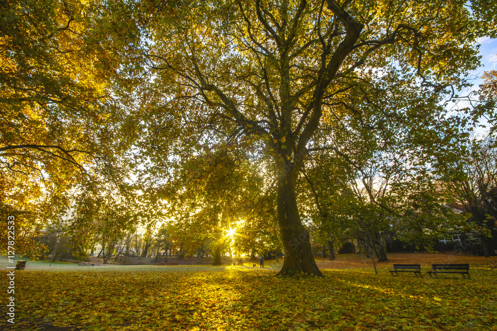 morning in the park in autumn, plane trees in autumn color