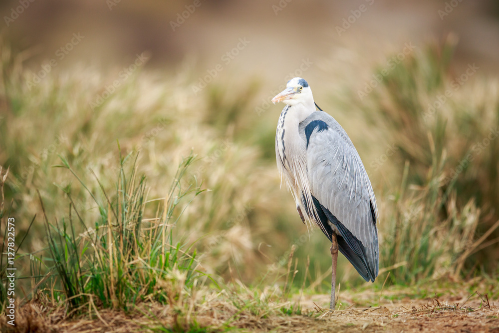 Fototapeta premium Grey heron standing in the sand.