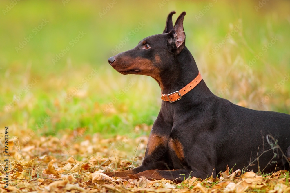 Doberman laying in autumn park